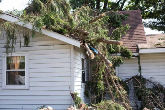 Tree Roof Damage